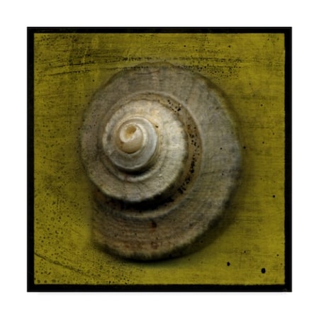 John W. Golden 'Whelk Crown' Canvas Art,18x18